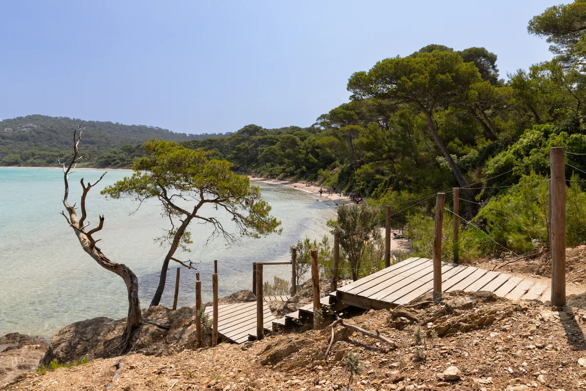 Les pins et la mer à Porquerolles